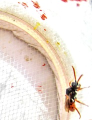 Nomada