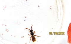 Nomada