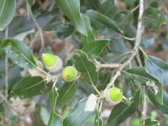 Quercus ilex