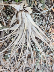 Tillandsia utriculata