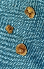 Caryomyia guttata