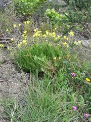 Oxalis pes-caprae pes-caprae