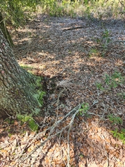 Tillandsia utriculata