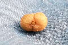 Caryomyia guttata