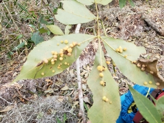 Caryomyia guttata