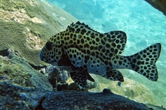 Plectorhinchus chaetodonoides