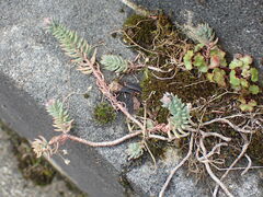 Petrosedum