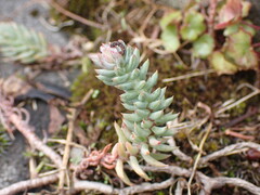 Petrosedum