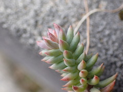 Petrosedum