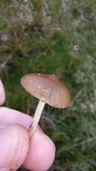 Psilocybe fimetaria