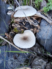 Lentinus
