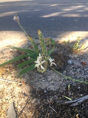 Trachyandra divaricata