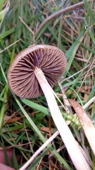 Psilocybe fimetaria
