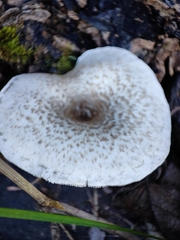 Lentinus