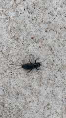 Gryllus pennsylvanicus