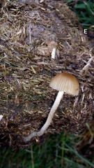Psilocybe fimetaria