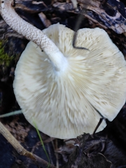 Lentinus