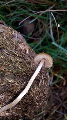 Psilocybe fimetaria