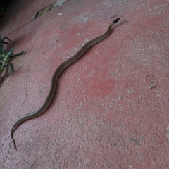 Crotaphopeltis hotamboeia