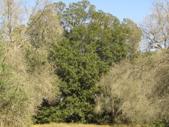 Quercus ilex