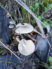 Lentinus
