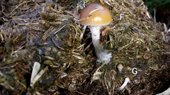 Psilocybe fimetaria