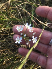 Allium neapolitanum