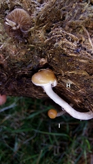 Psilocybe fimetaria