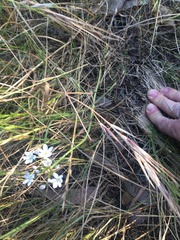 Allium neapolitanum