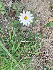 Dimorphotheca pluvialis