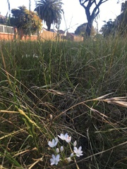 Allium neapolitanum