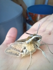 Hyles euphorbiarum