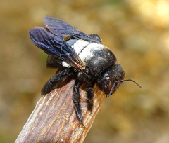 Xylocopa caffra
