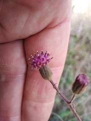 Senecio erubescens