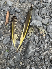 Colaptes auratus luteus