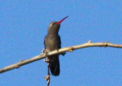 Phaeoptila sordida