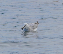Larus californicus