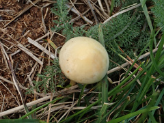 Protostropharia semiglobata