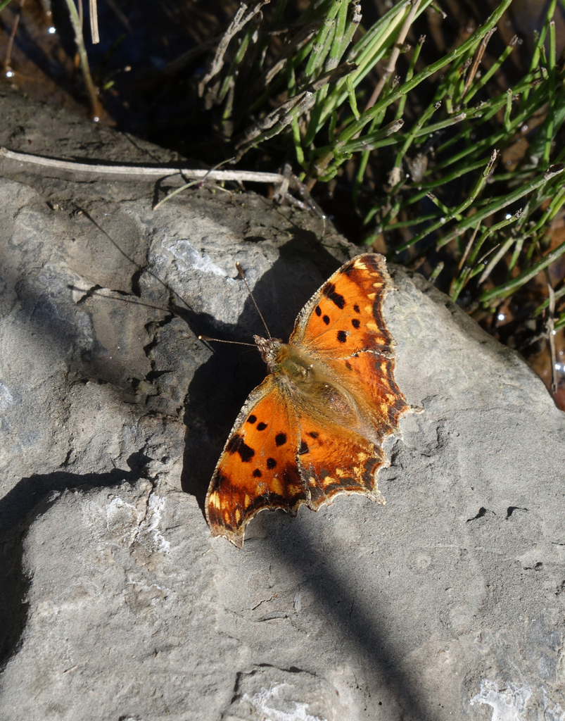 Southern Comma