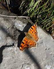 Polygonia egea egea