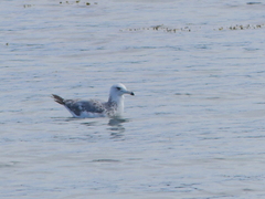 Larus californicus