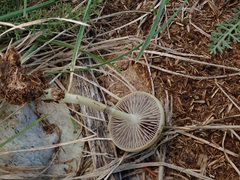 Protostropharia semiglobata