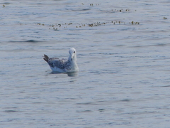 Larus californicus