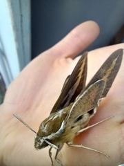 Hyles euphorbiarum