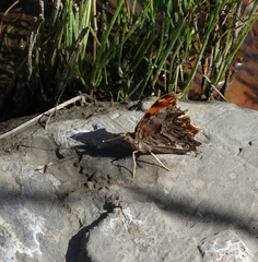 Polygonia egea egea