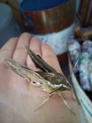 Hyles euphorbiarum