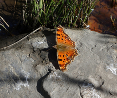 Polygonia egea egea