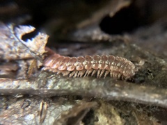 Pseudopolydesmus