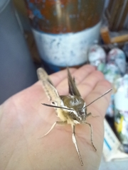 Hyles euphorbiarum