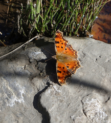 Polygonia egea egea